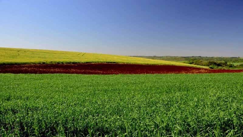 Agricultores de orgânicos adotam homeopatia nas lavouras