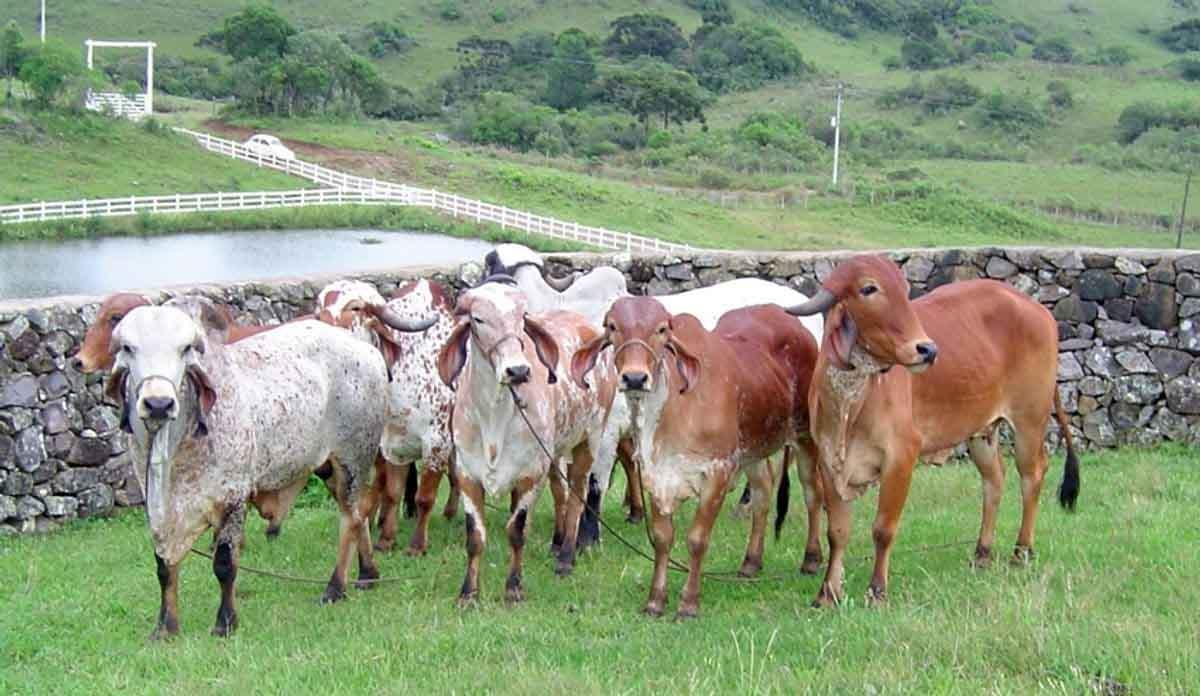 Com investimentos de R$ 42 milhões na modernização da vigilância sanitária, MG suspende a vacinação contra a febre aftosa em 2023