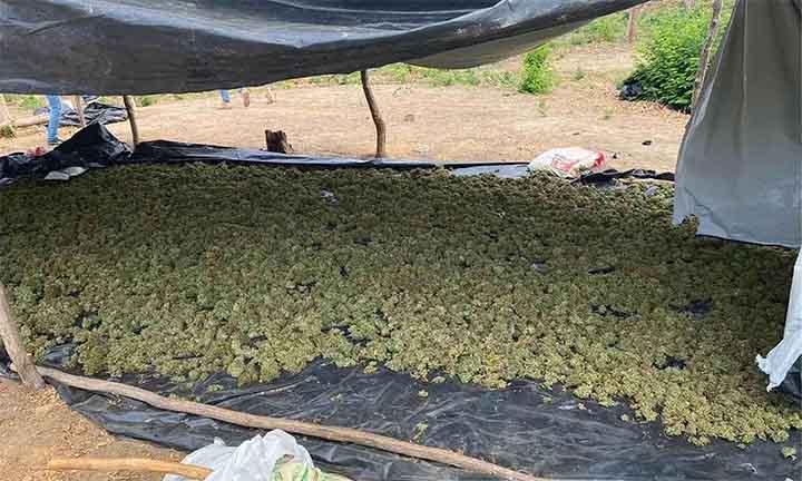 Policiais encontram plantação com 860 kg de maconha no Norte de Minas
